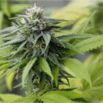 What Are the Surprising Benefits of THCA?