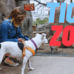 Experience the Thrill of Tickzoo in 2024: Best Kind Adventure Awaits!