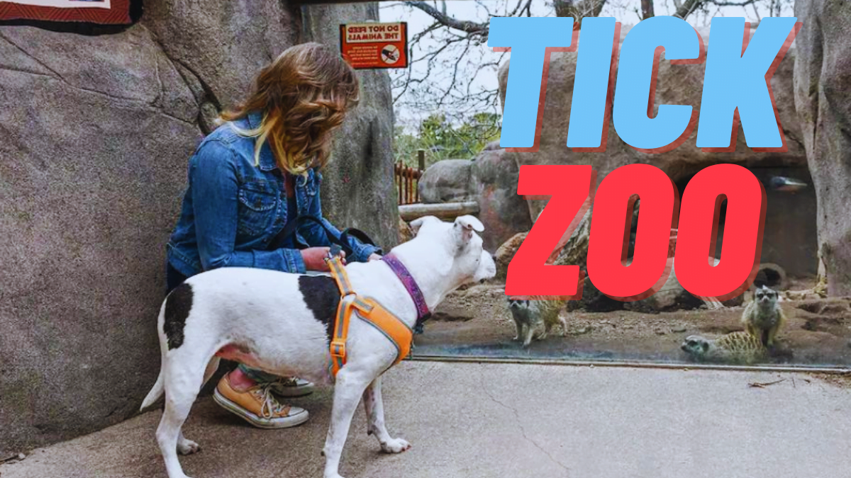 Experience the Thrill of Tickzoo in 2024: Best Kind Adventure Awaits!