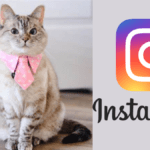 meet nala cat: the instagram star with a ton of fo - tymoff best guide 2024