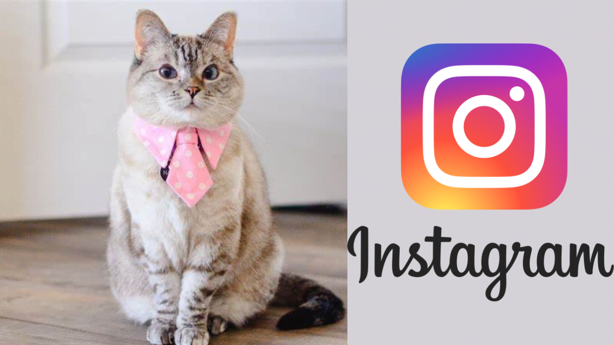 meet nala cat: the instagram star with a ton of fo - tymoff best guide 2024