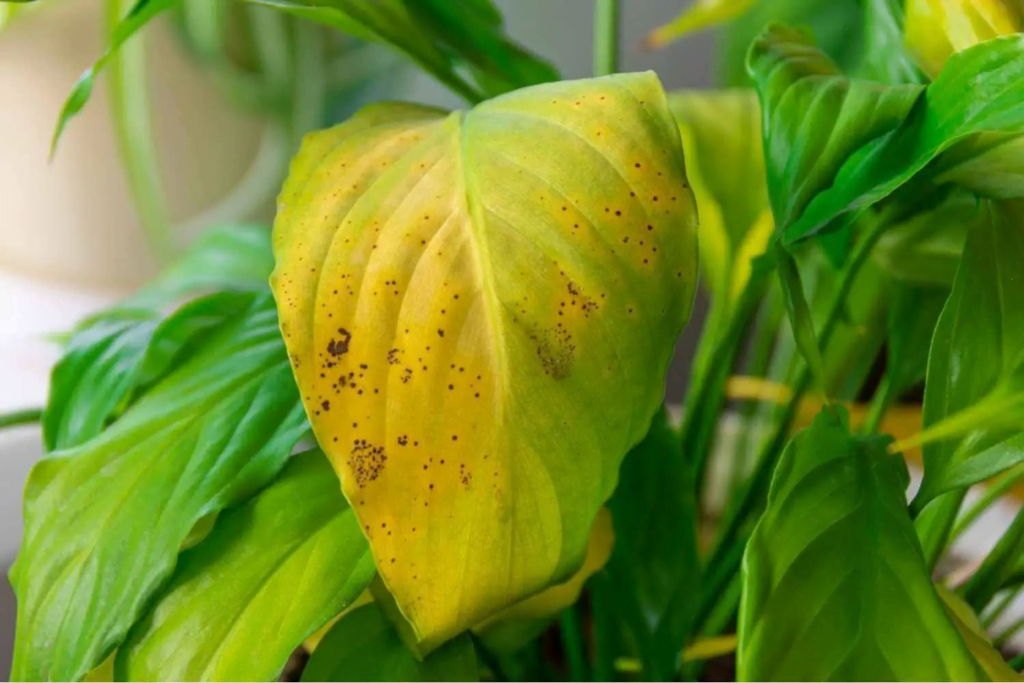 Common problems and solutions when growing Floryvulyura flowers Common problems and solutions when growing Floryvulyura flowers