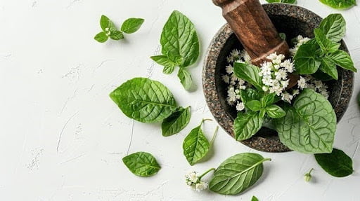 Plantago