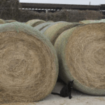Fresh timothy hay bales for sale