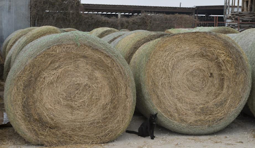 Fresh timothy hay bales for sale