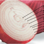 Navigating the Research Onion: A Step-by-Step Guide for Researchers