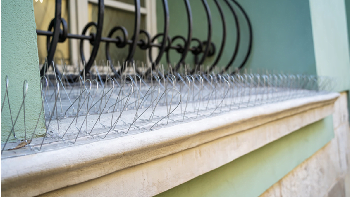 Pigeon Deterrents: Safeguarding Your Property and Health