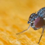 From DIY to Professional: Finding the Best Fly Control Method for You