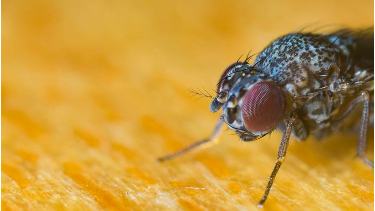 From DIY to Professional: Finding the Best Fly Control Method for You