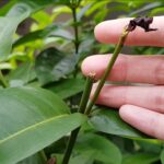 Role of Trace Minerals in Plant Nutrition