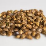 Cannabis Seeds