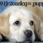 Baby:91jr2ozelcq= puppies The best guide