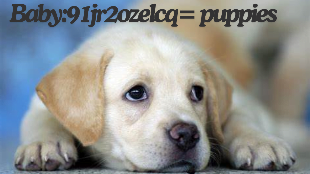 Baby:91jr2ozelcq= puppies The best guide