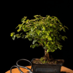 buy bonsai