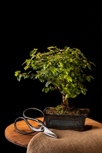 buy bonsai