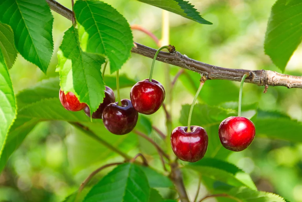 Rise in Demand for Organic Cherries: Rise in Demand for Organic Cherries: