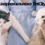 ветеринарная клиника VetCityPets Clinic Top 5 Tips for Keeping Your Pet Healthy