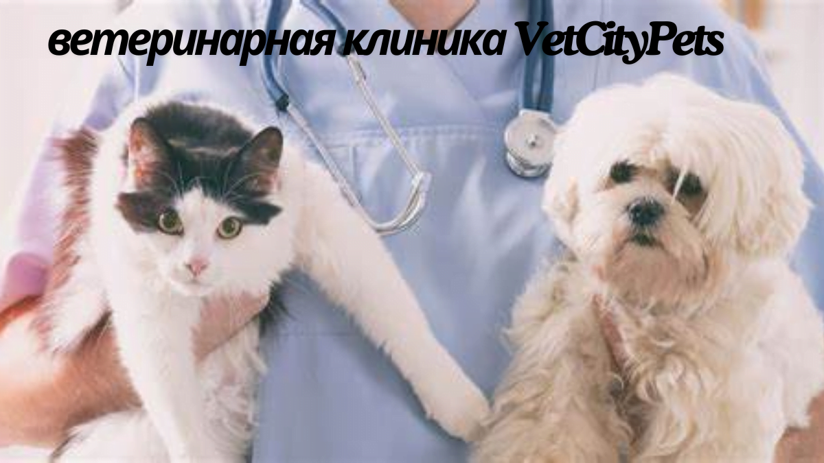 ветеринарная клиника VetCityPets Clinic Top 5 Tips for Keeping Your Pet Healthy