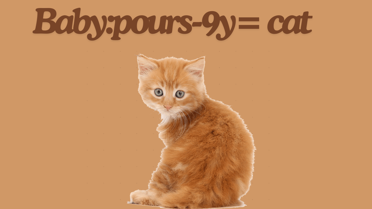 Introduced the world of Baby:pours-9y= cat best guide