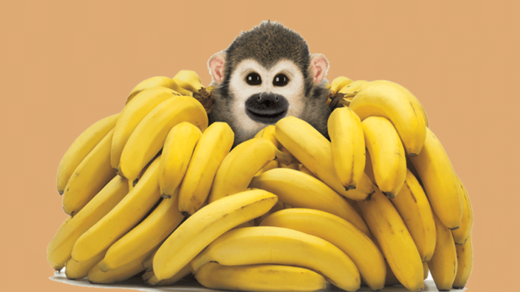 Fun Facts approximately Bananas and Monkeys Fun Facts approximately Bananas and Monkeys